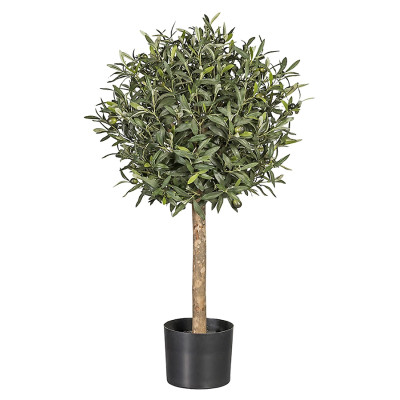 ARBOL OLIVO